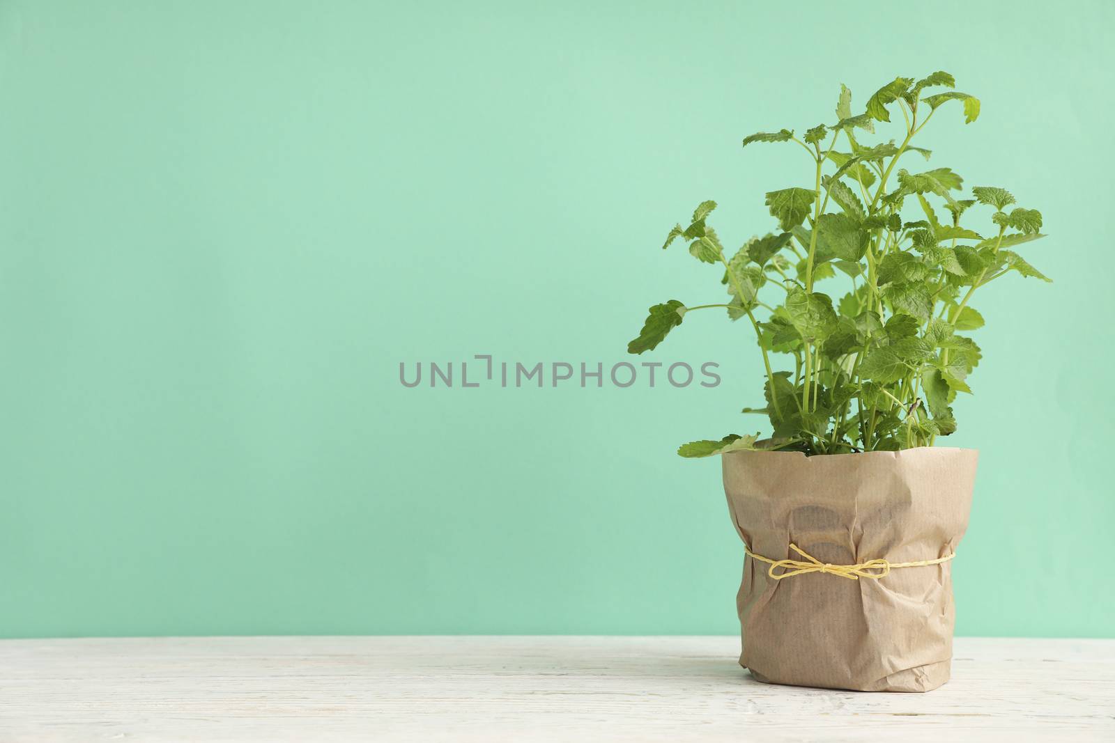 Lemon balm on white wooden table against mint background