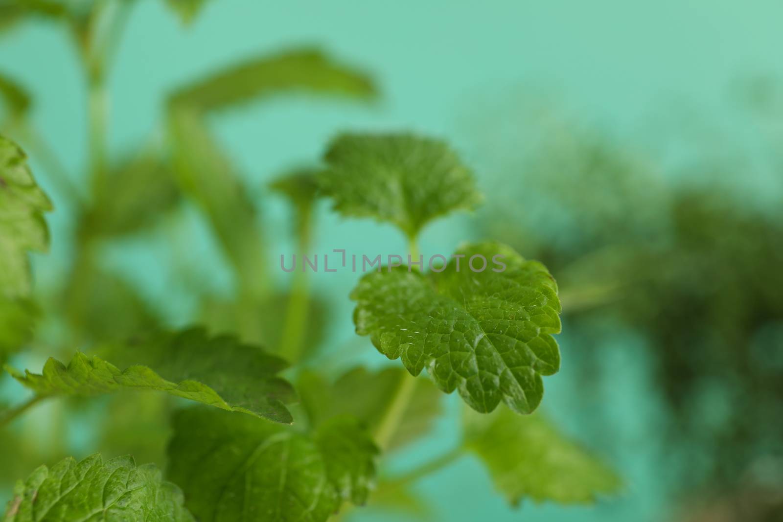 Lemon balm leaves against mint background, close up by AtlasCompany