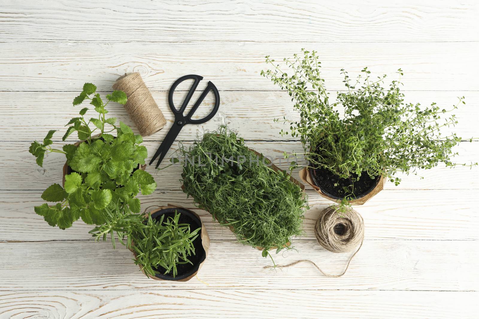 Different herbs on white wooden background, top view by AtlasCompany