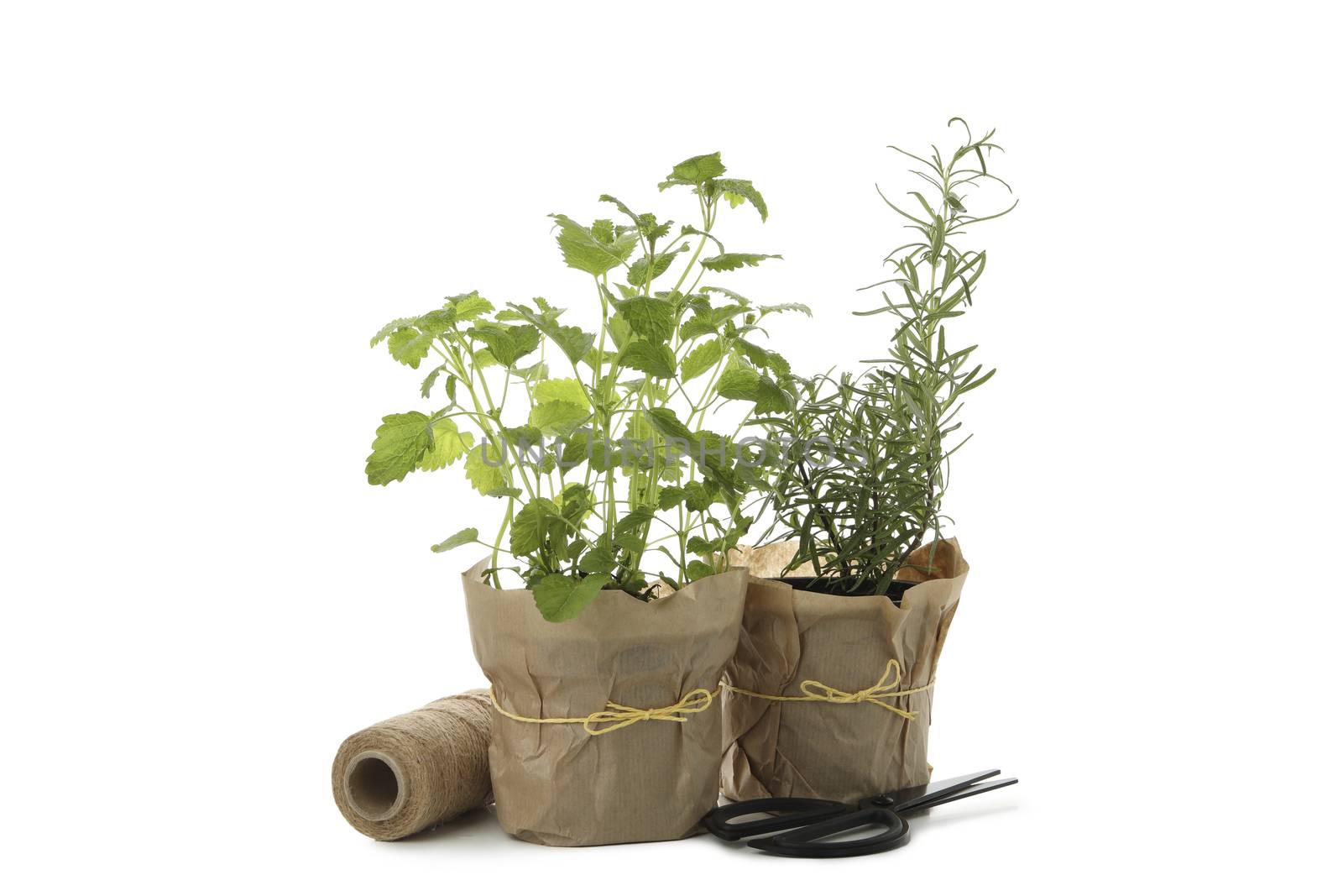 Lemon balm and rosemary in flower pots isolated on white background