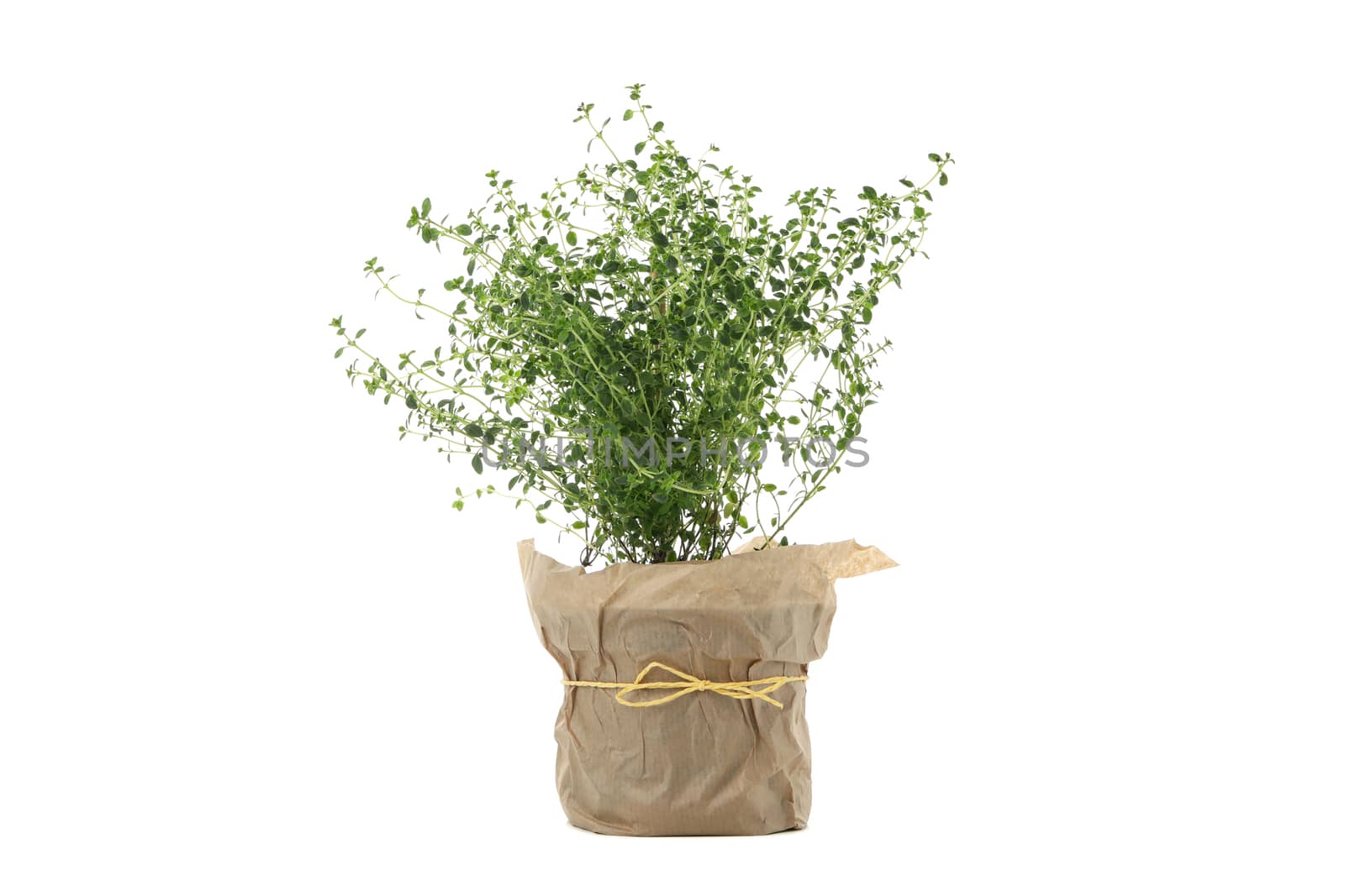 Fresh green thyme isolated on white background