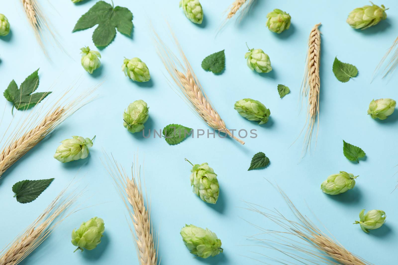 Wheat, hop and leaves on blue background