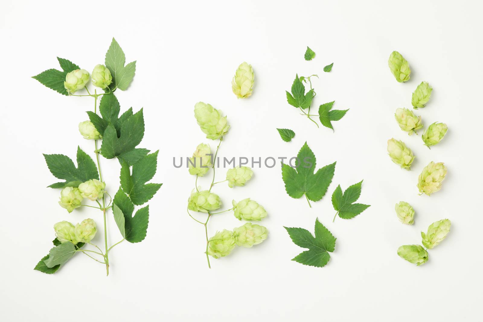 Fresh green hop and leaves on white background