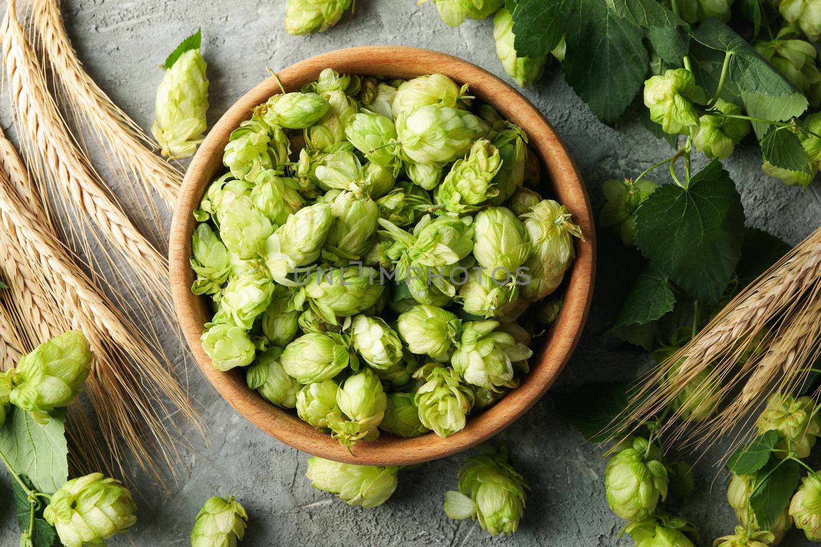 Fresh hop and wheat on gray background