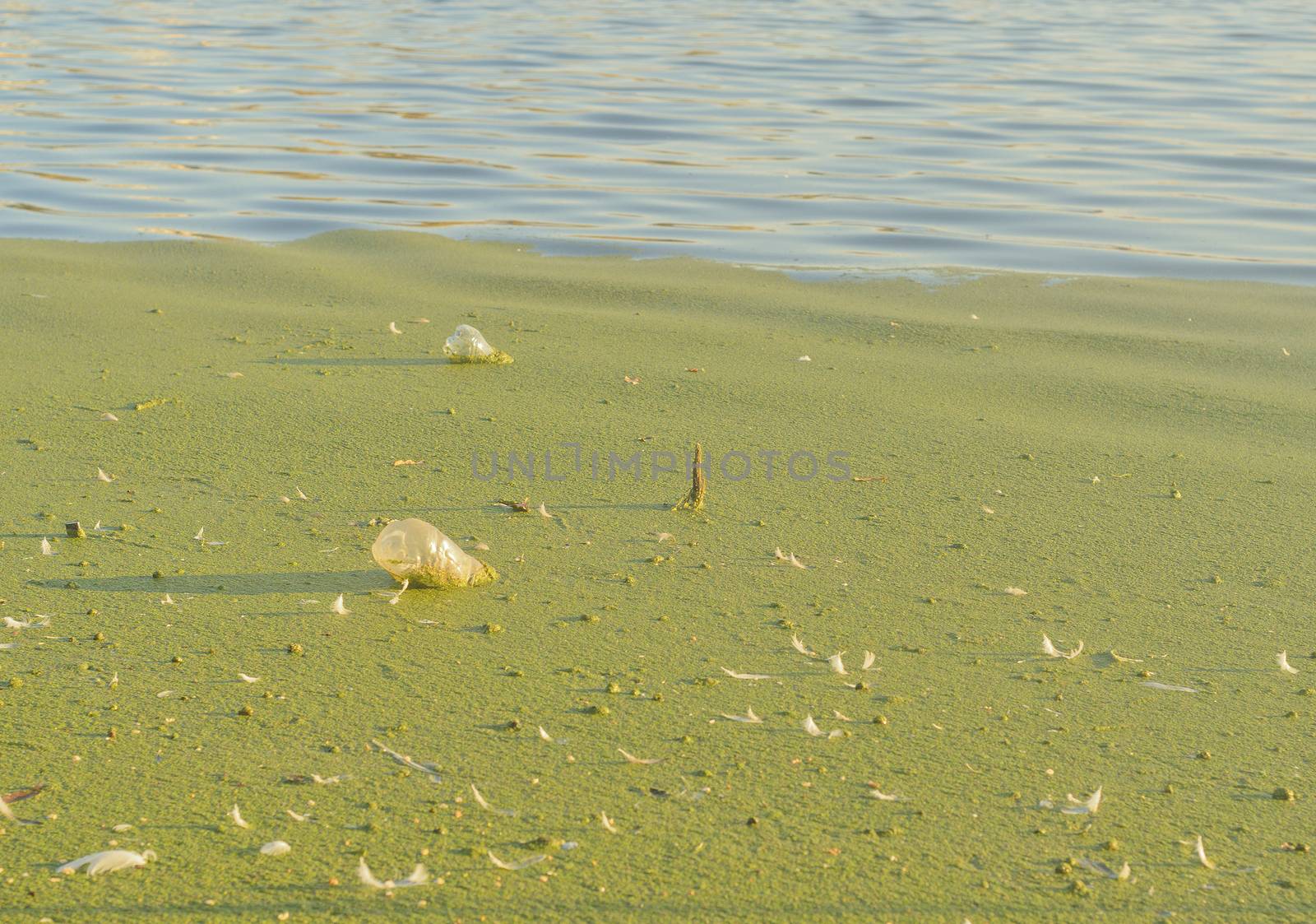 Two plastic bottles are submerged in the mud near the shore .Plastic pollution of the environment