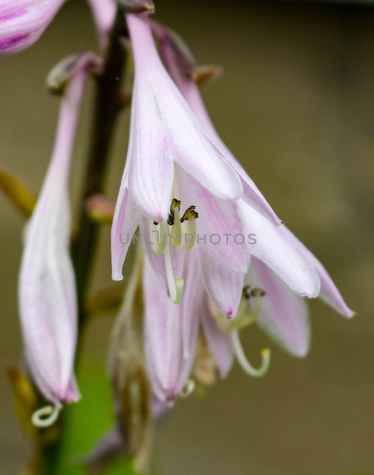 Flower hosta growing in the summer garden. by mynewturtle1