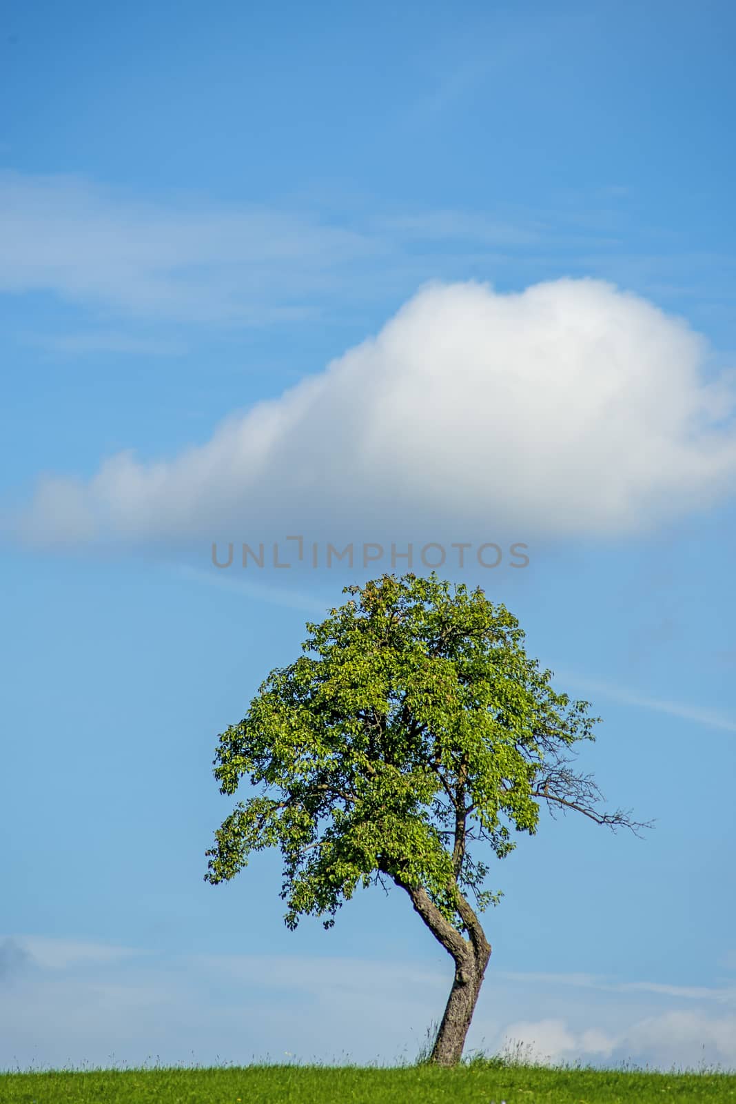 tree with cloud by Jochen