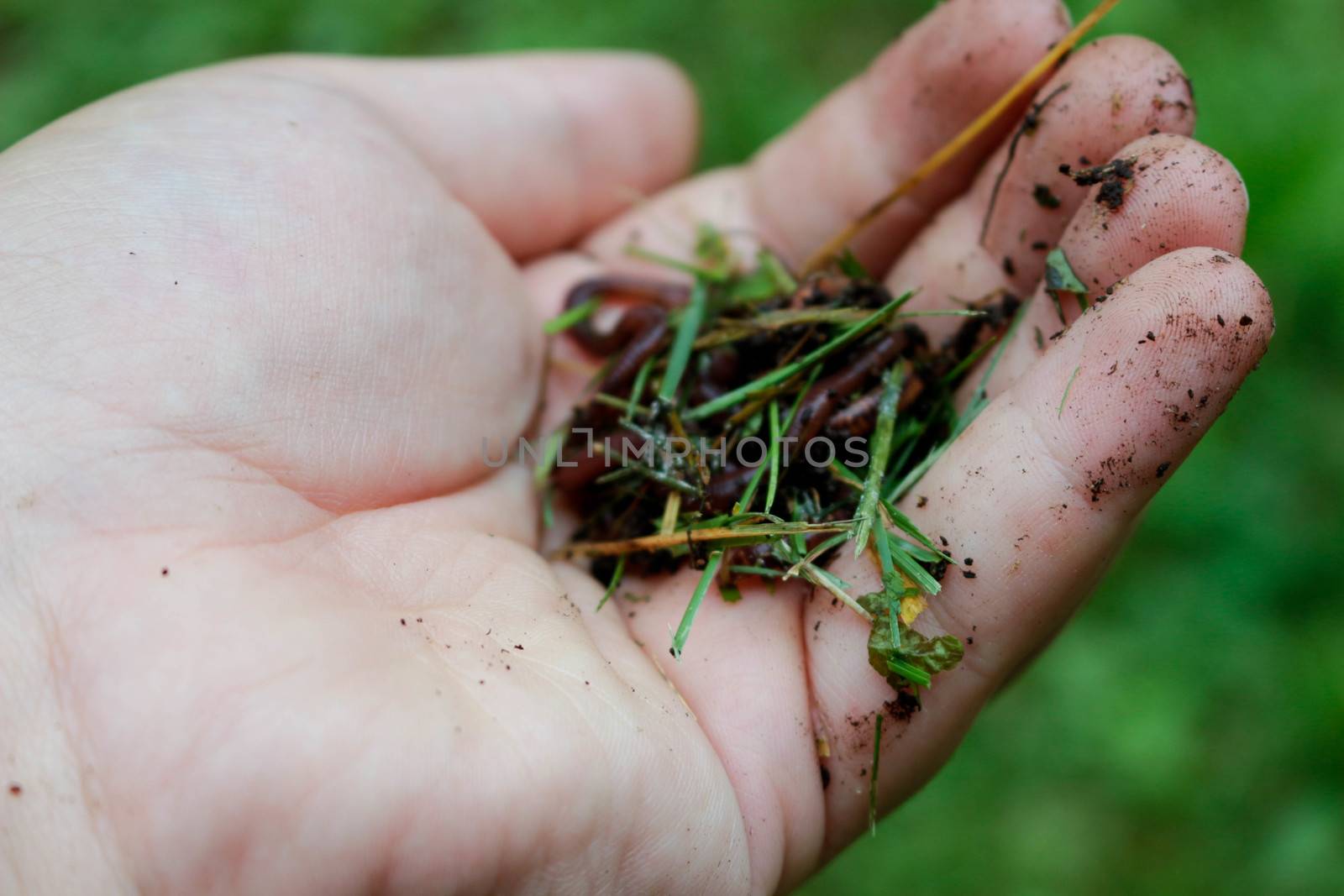 Earth worms known as red wigglers in a mans hand. these worms ar by mynewturtle1