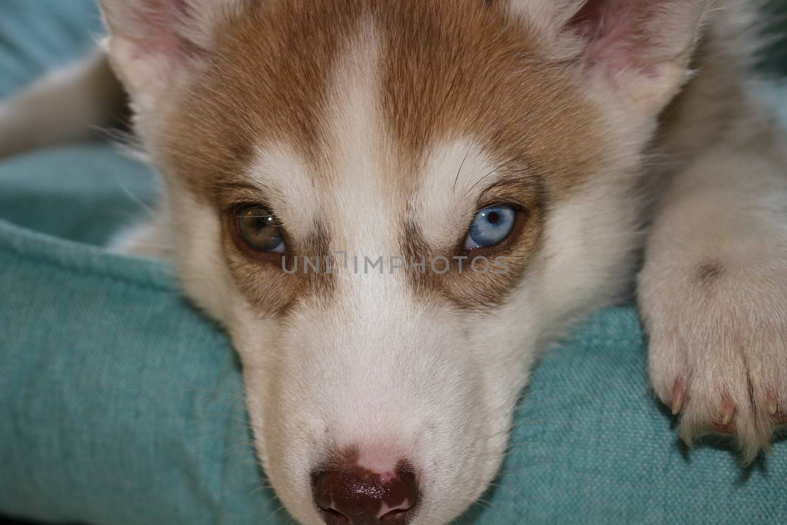 Close up of cute lazy siberian puppy lying and sleep on the floo by mynewturtle1