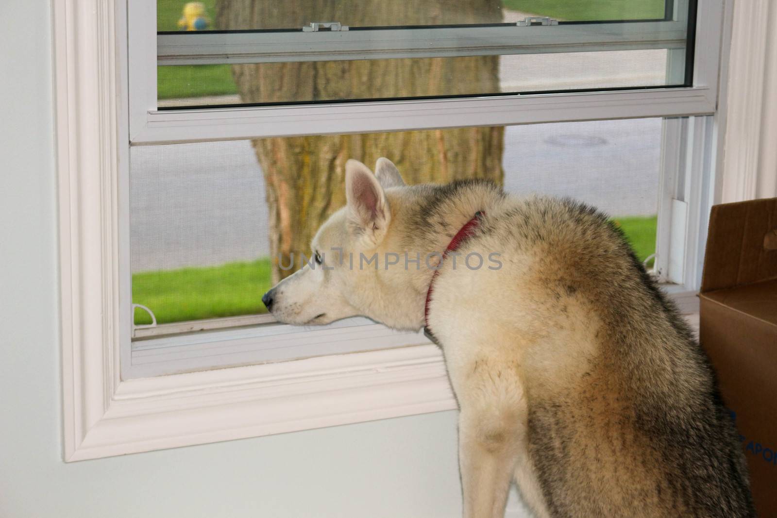 Dog Looking Out a Window, Waiting for his Human to Come Home by mynewturtle1