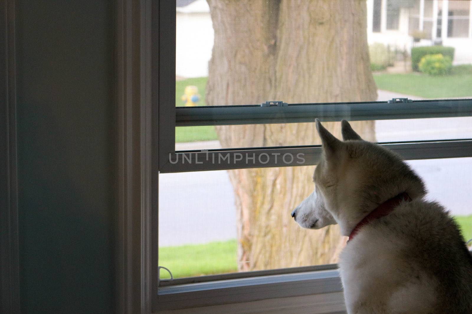 Dog Looking Out a Window, Waiting for his Human to Come Home.