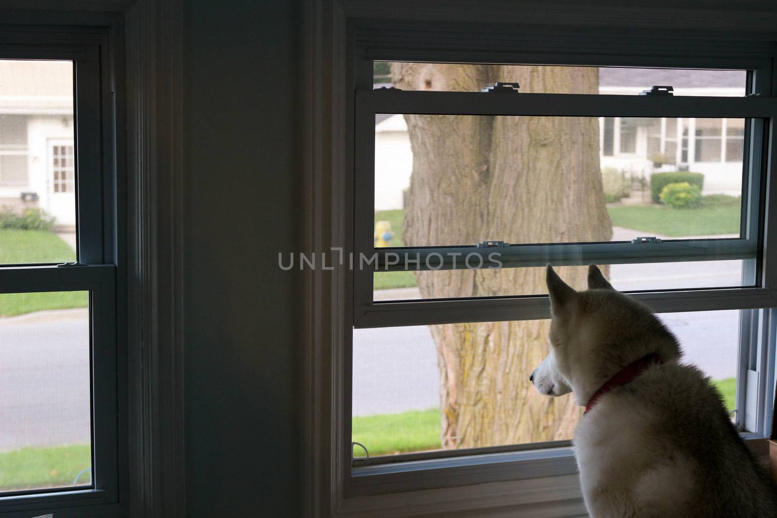 Dog Looking Out a Window, Waiting for his Human to Come Home.