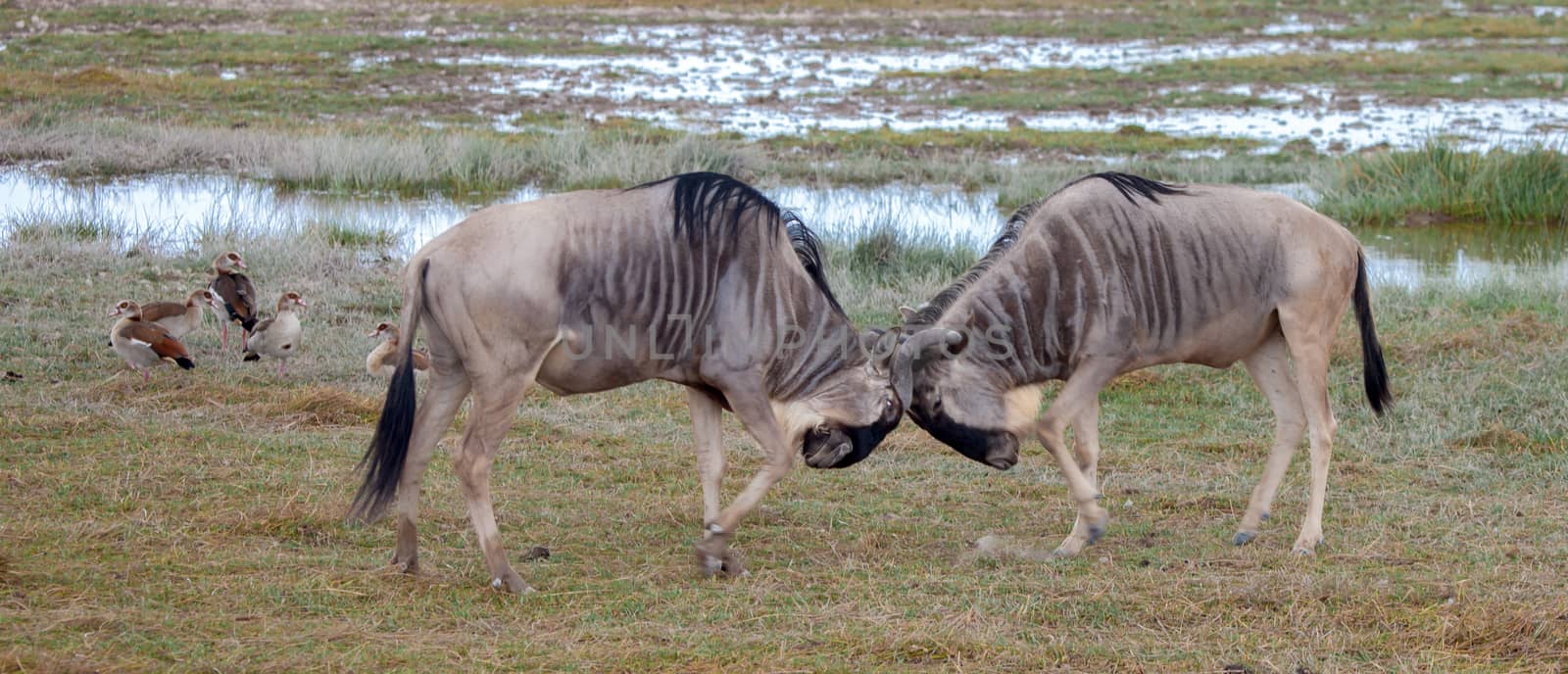 Two antelopes battle in the savannah of Kenya