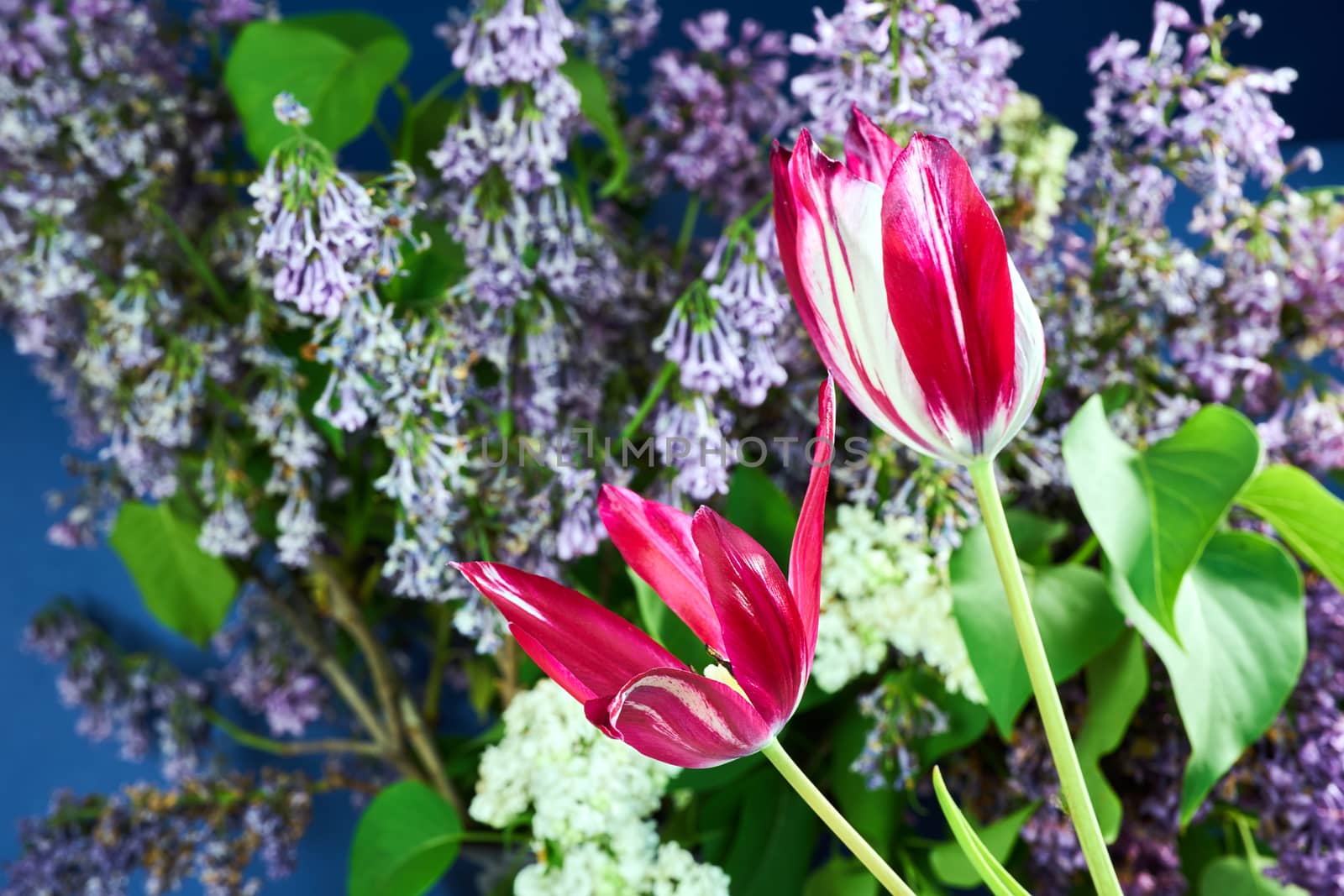 Beautiful red-white tulip flowers in a garden
