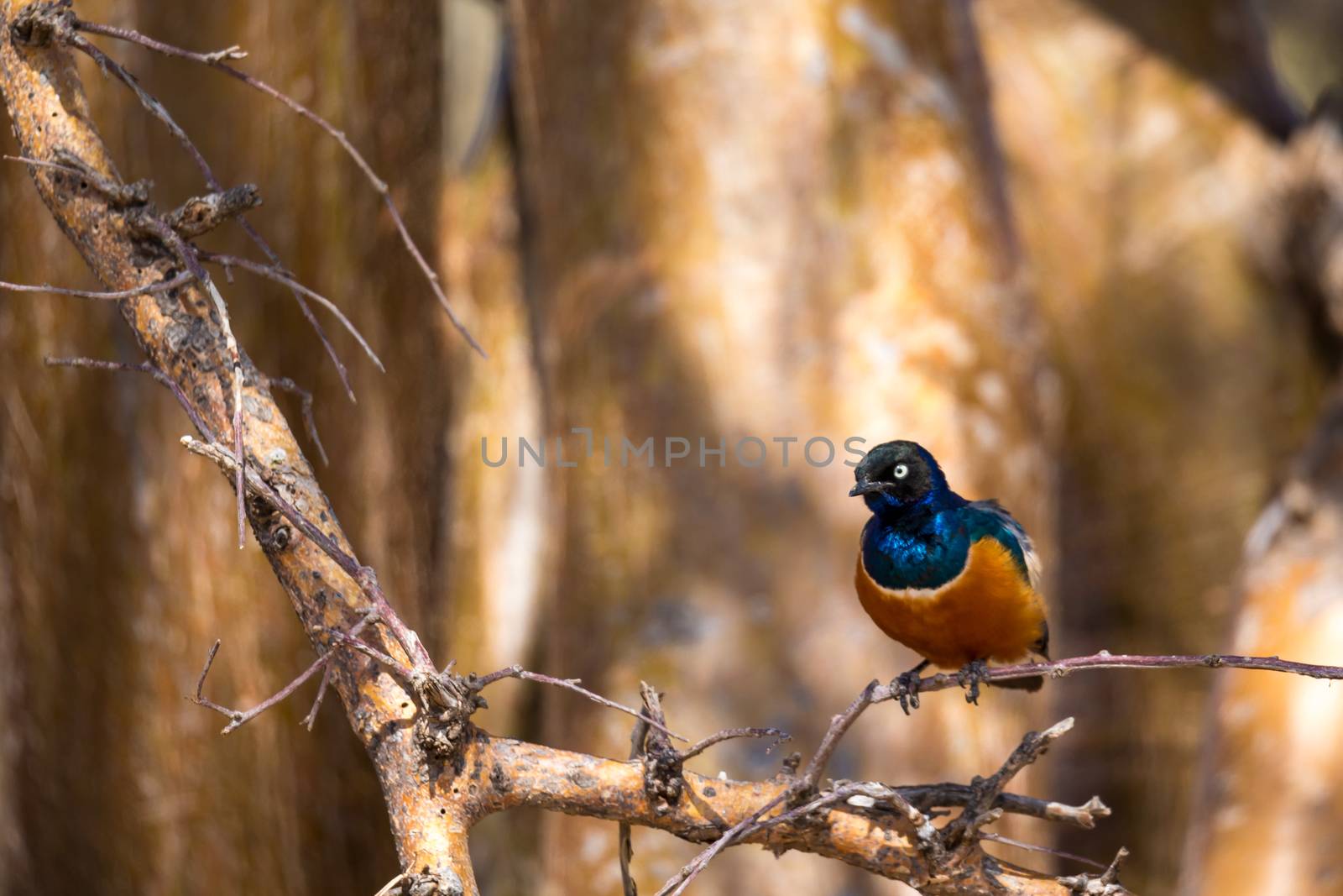 Very colorul native birds sit on branches