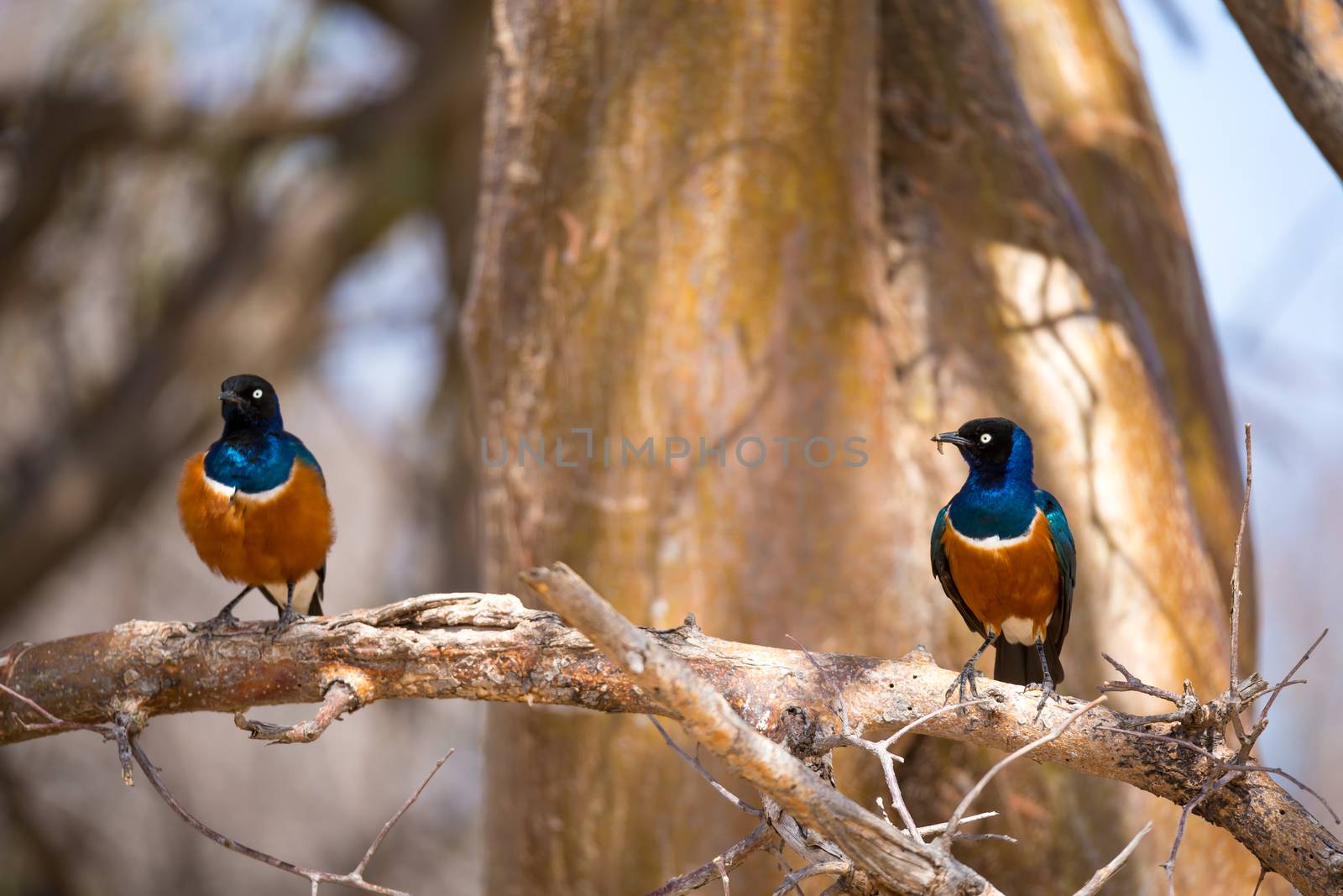 Very colorul native birds sit on branches