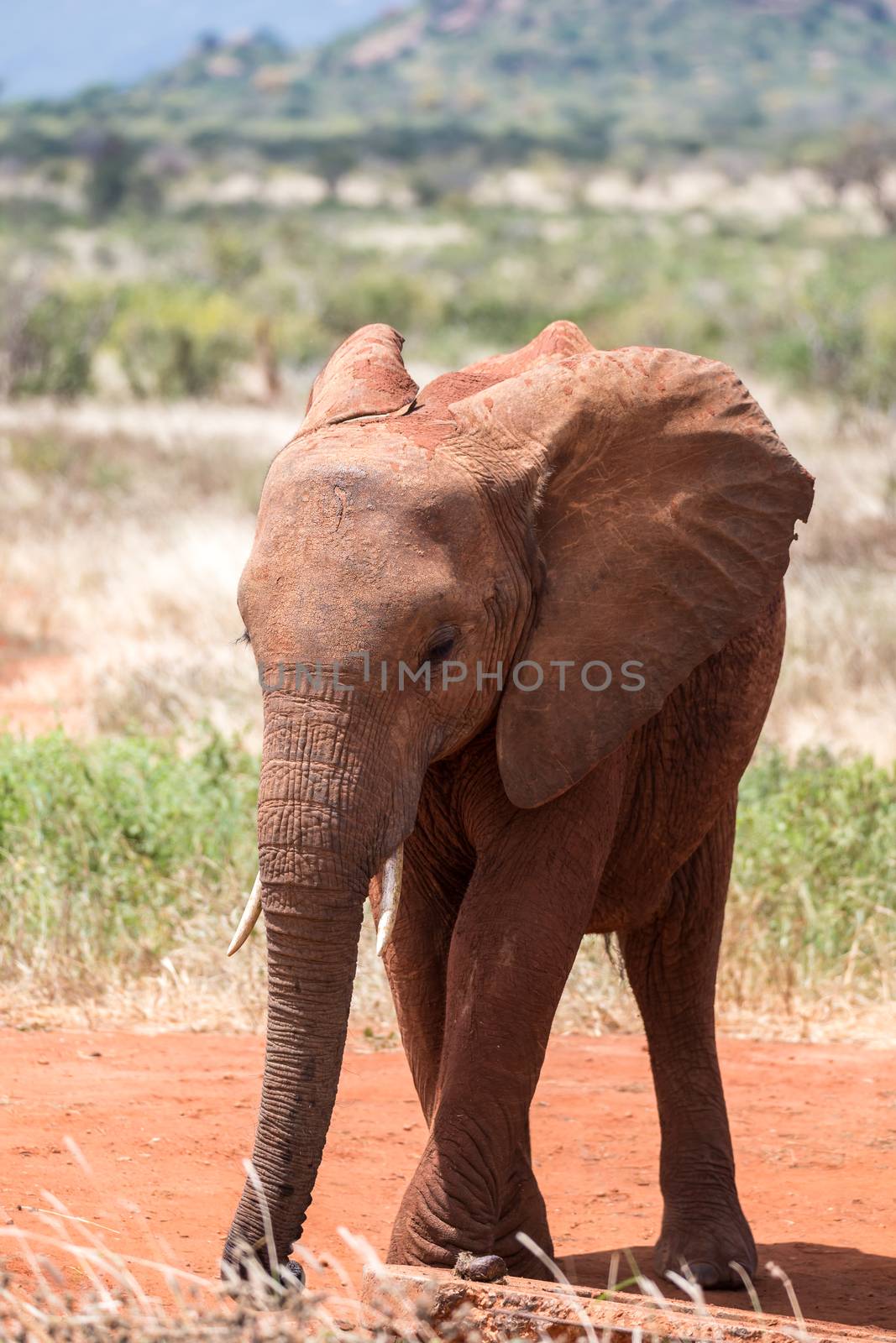 One young red elephant is standing in the savanna
