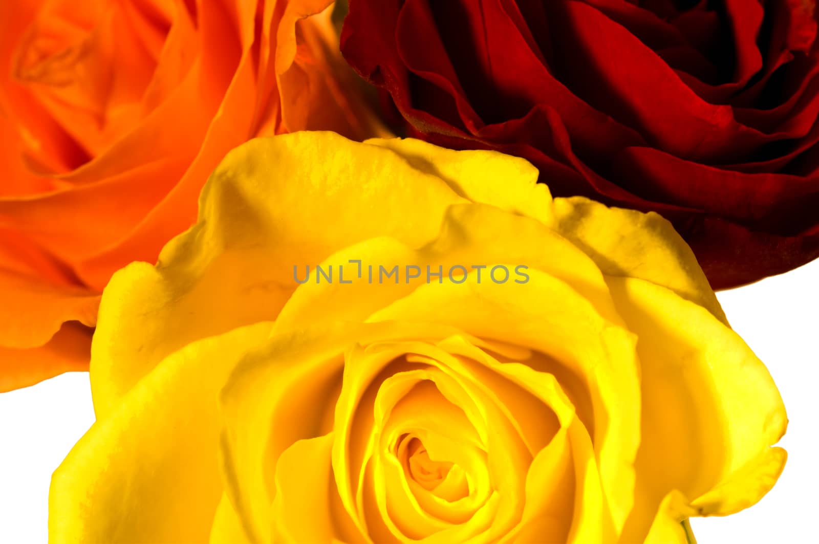 Roses in three colors by Jochen