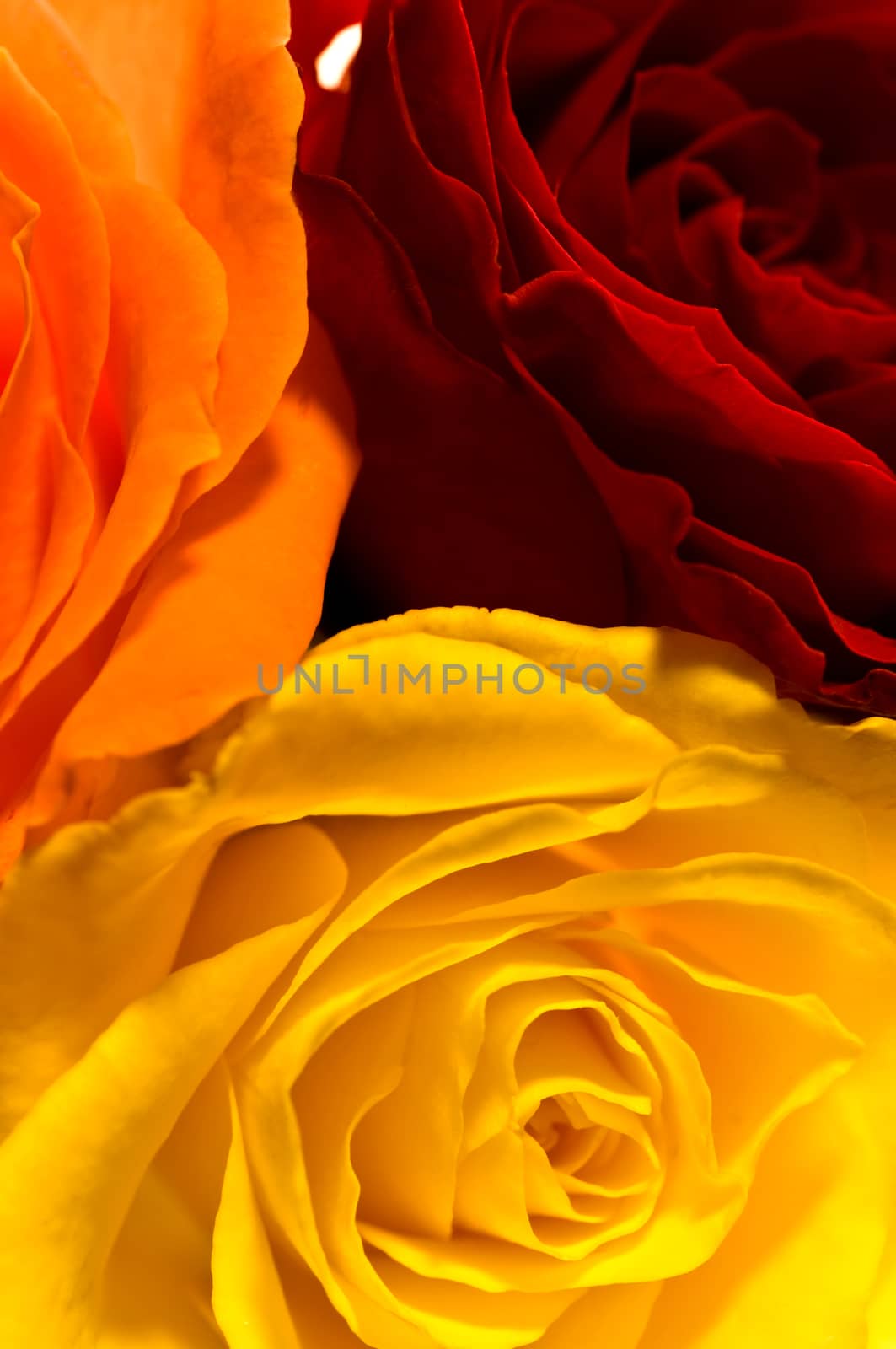 Roses in three colors by Jochen