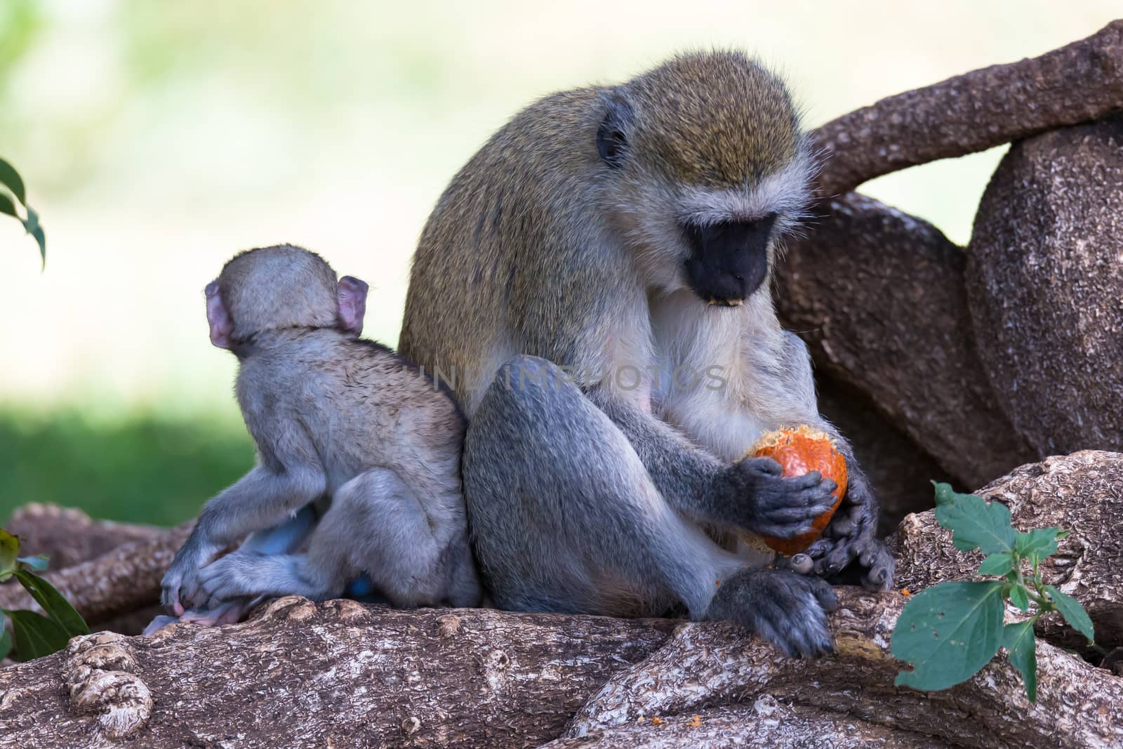 A monkey is doing a fruit meal in the grass