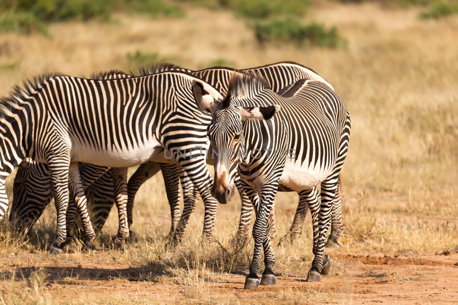 A large herd with zebras grazing in the savannah of Kenya