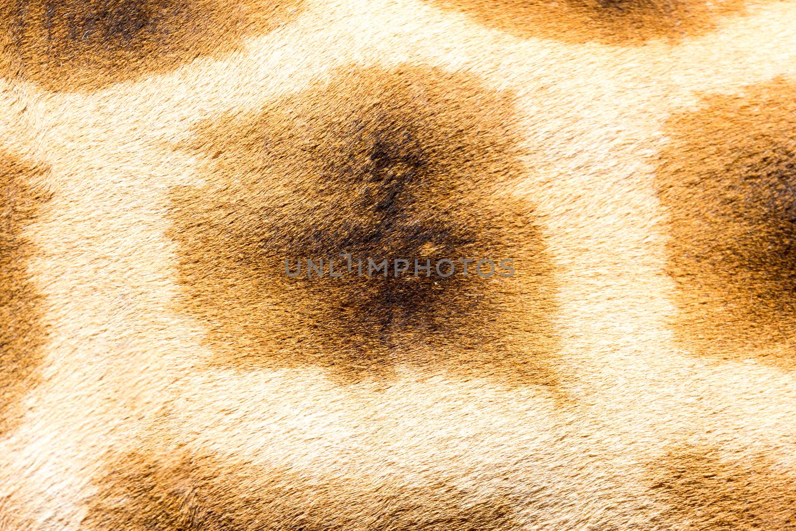 A fur of a giraffe in close-up