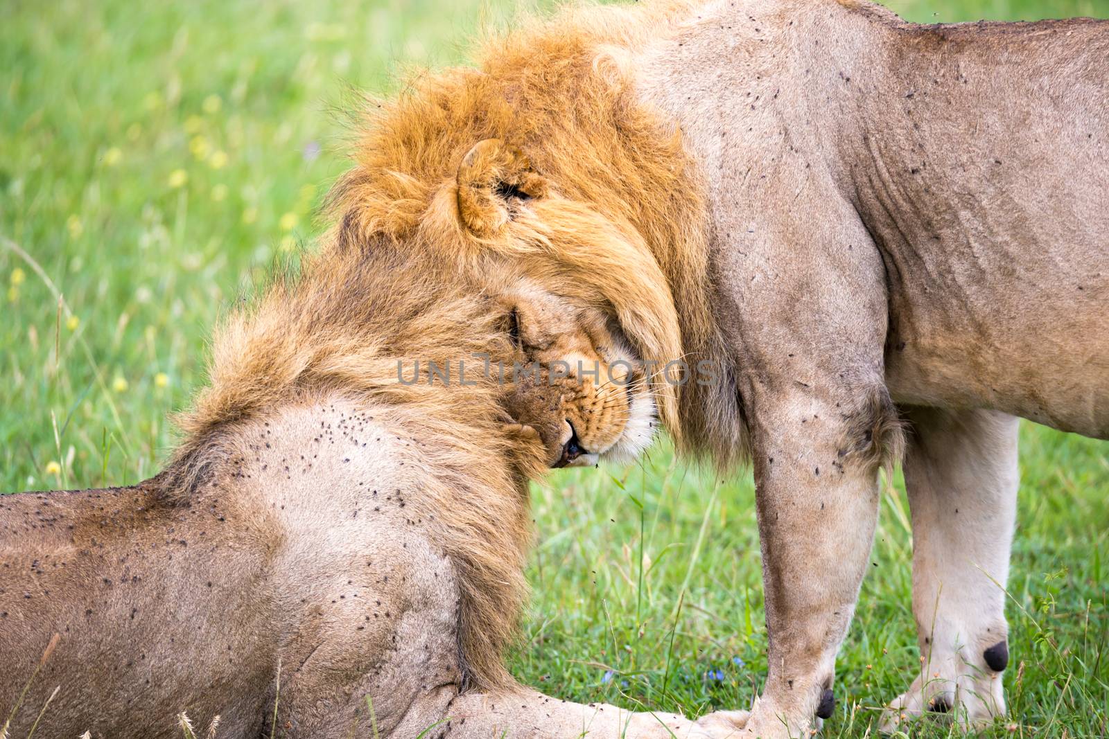 Some big lions show their emotions to each other in the savanna of Kenya