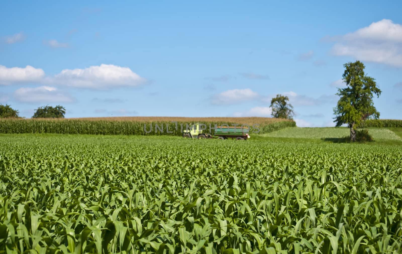 corn field with tractor by Jochen