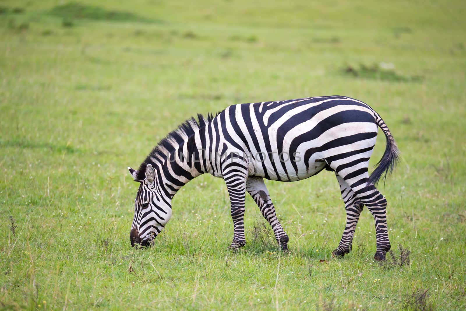 Some zebras run and graze in the savannah