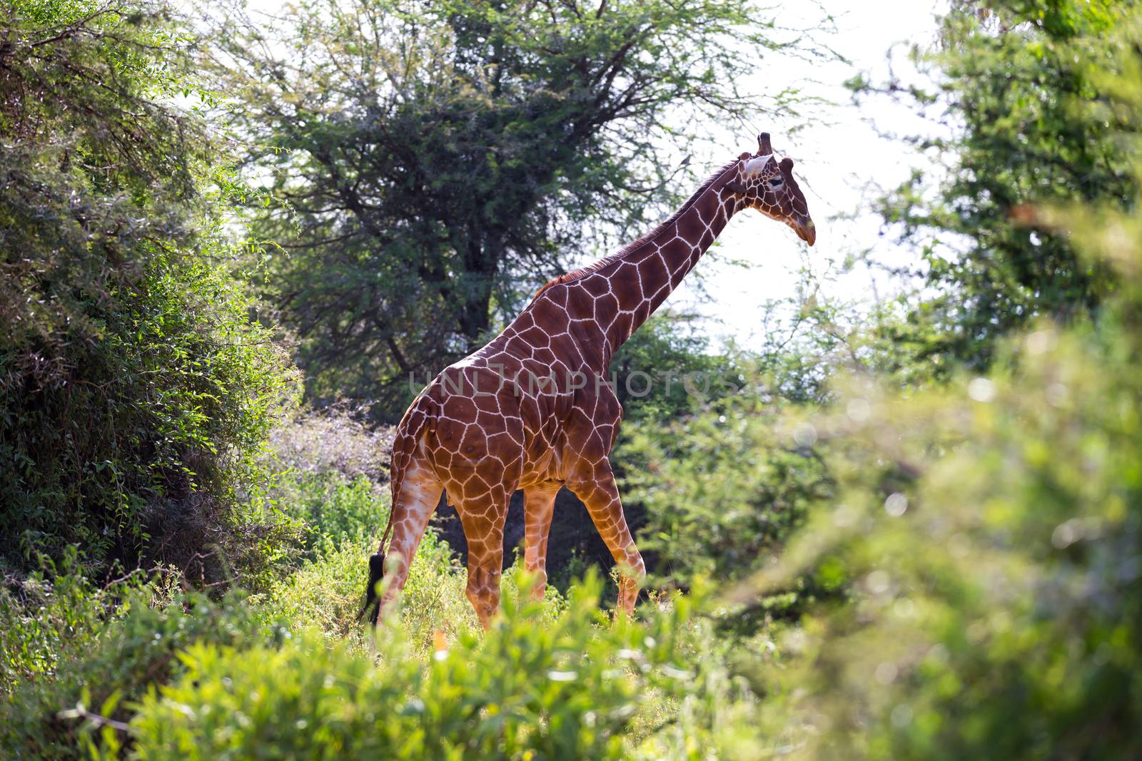 Some giraffes between the acacia trees in the savannah of Kenya