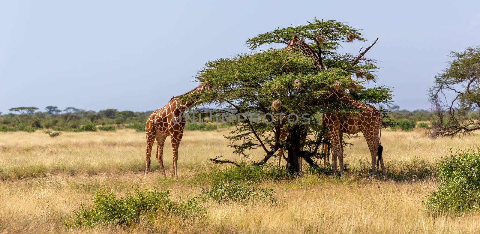 The Somalia giraffes eat the leaves of acacia trees