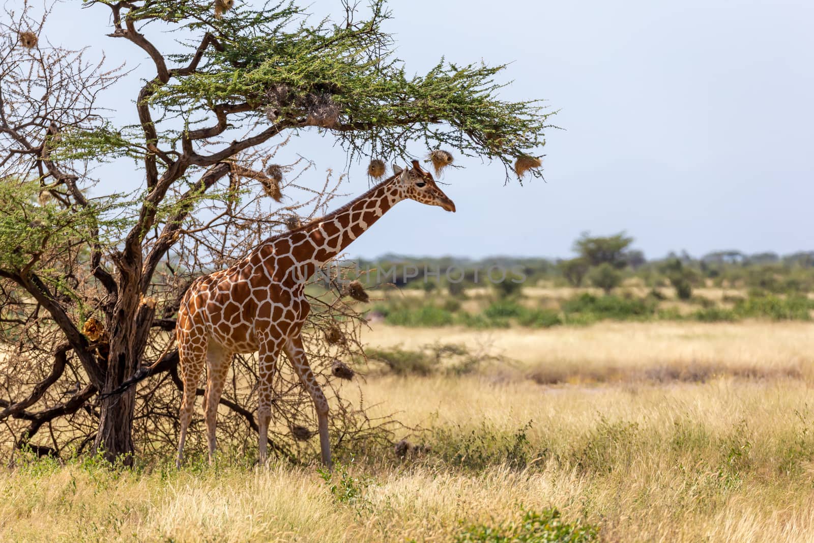 A Somalia giraffes eat the leaves of acacia trees