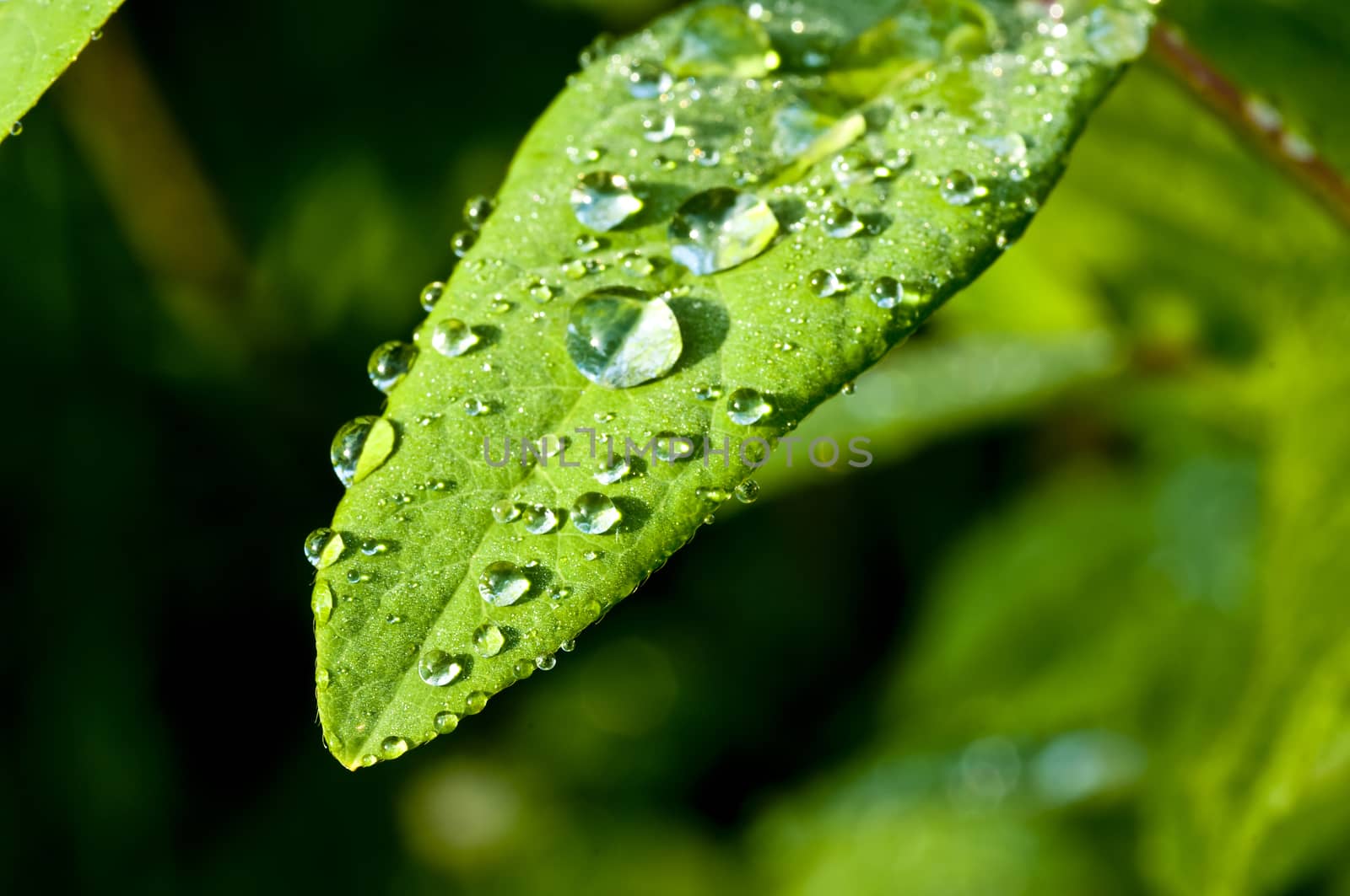 raindrops on leaf by Jochen