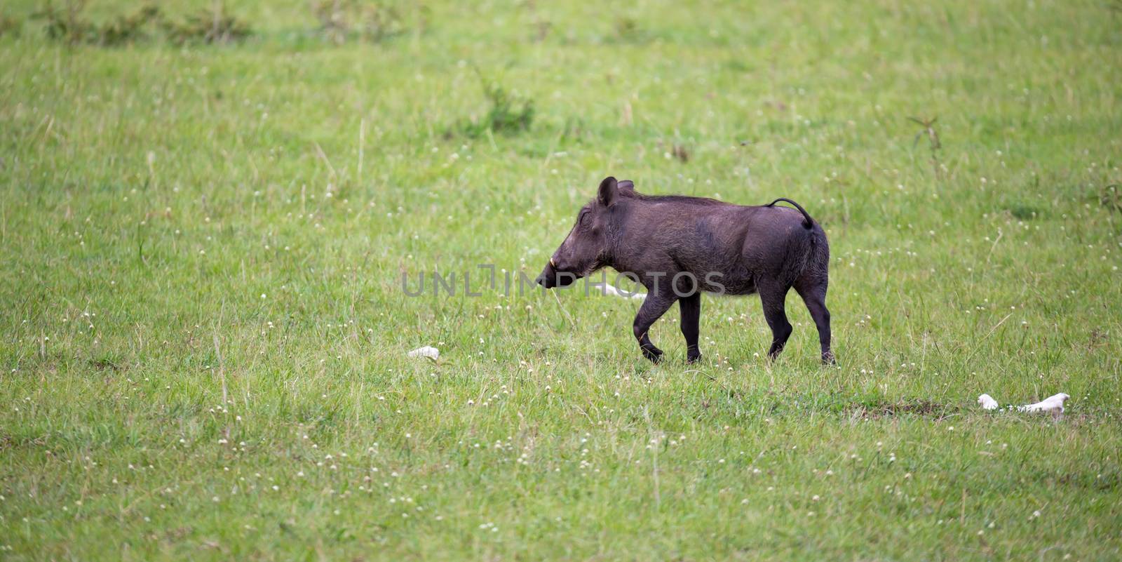 Some Warthogs are grazing in the savannah of Kenya