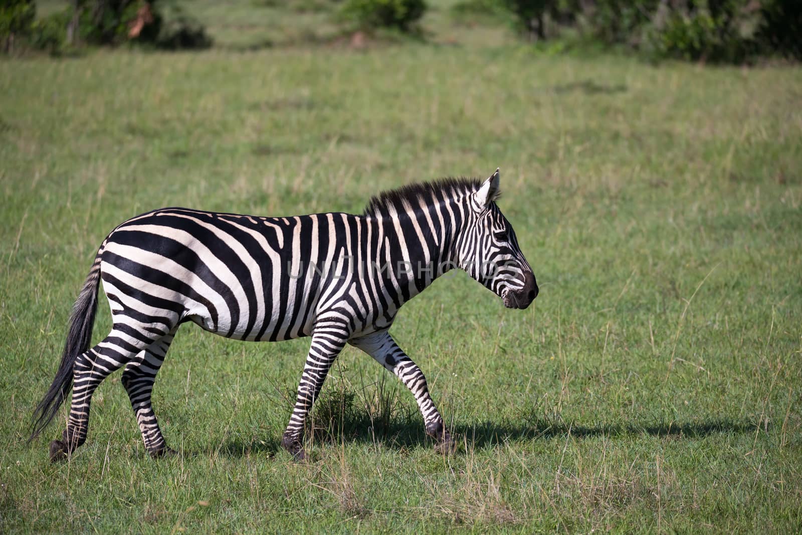 Some Zebras in the middle of the savannah of Kenya