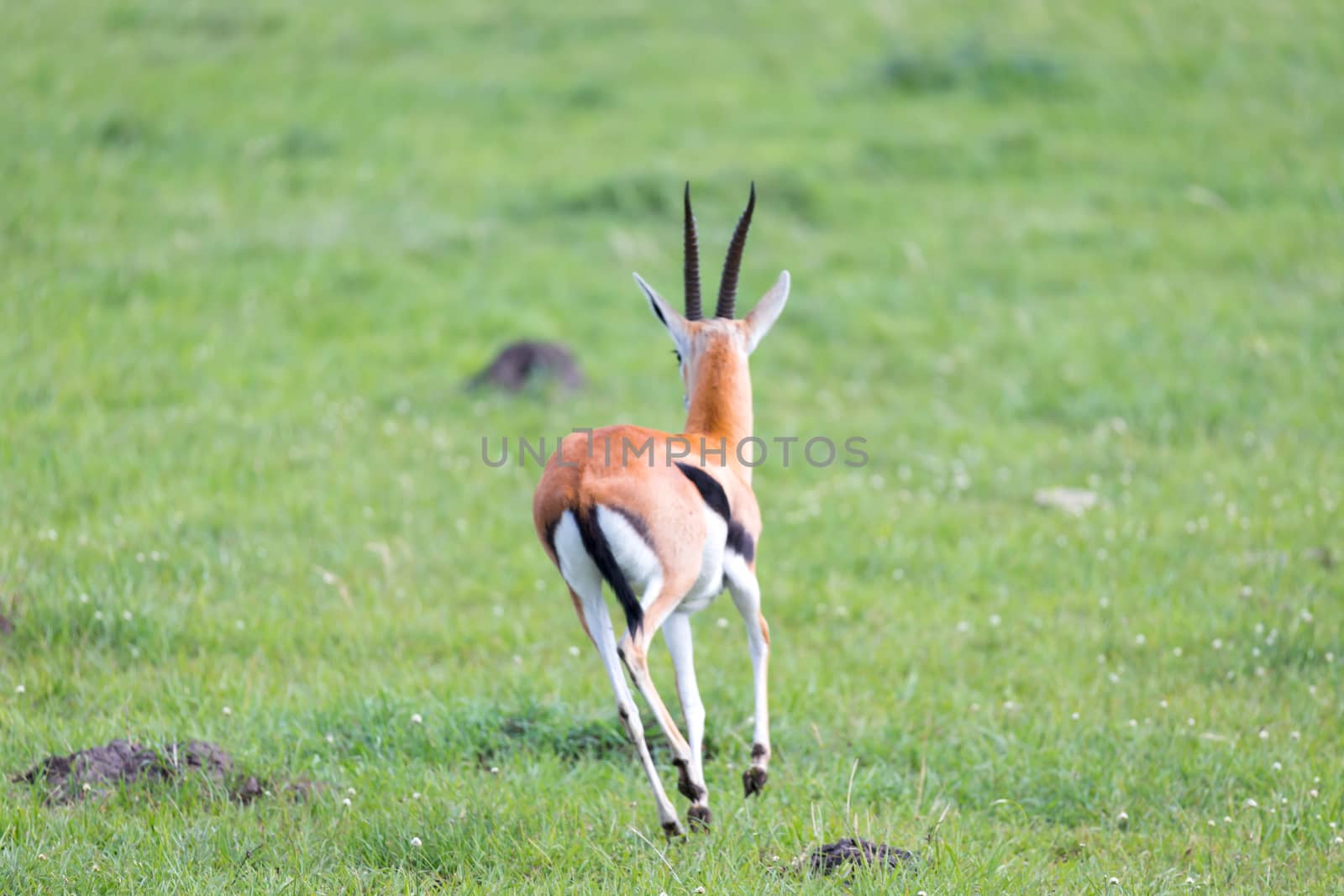 A Thomson Gazelle in the Kenyan savannah amidst a grassy landscape