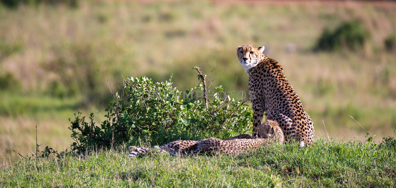 The cheetah mother with two children in the Kenyan savannah