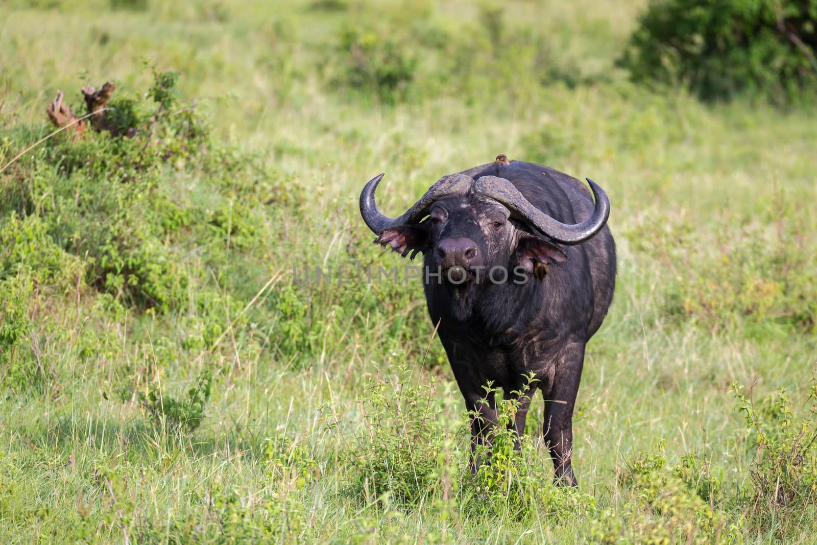 Some big Buffalos are standing in the grass and grazing in the savannah of Kenya