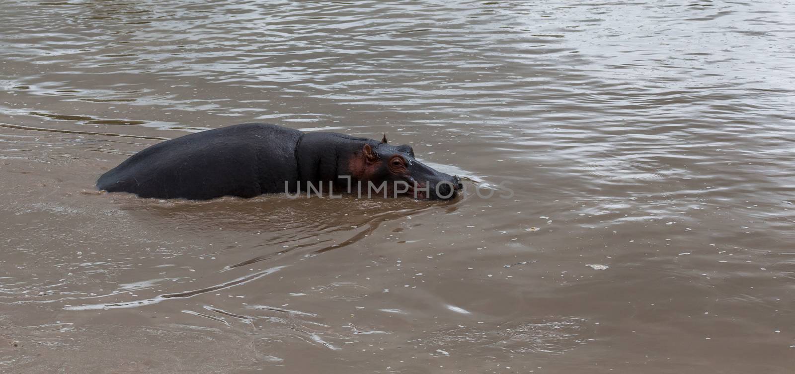 One hippopotamus sits in the water of a lake