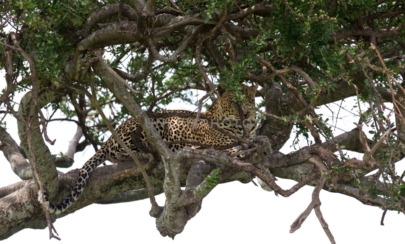 One leopard has settled comfortably between the branches of a tree to rest