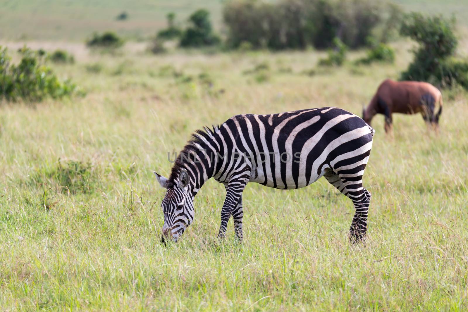 The Zebra family grazes in the savanna in close proximity to other animals
