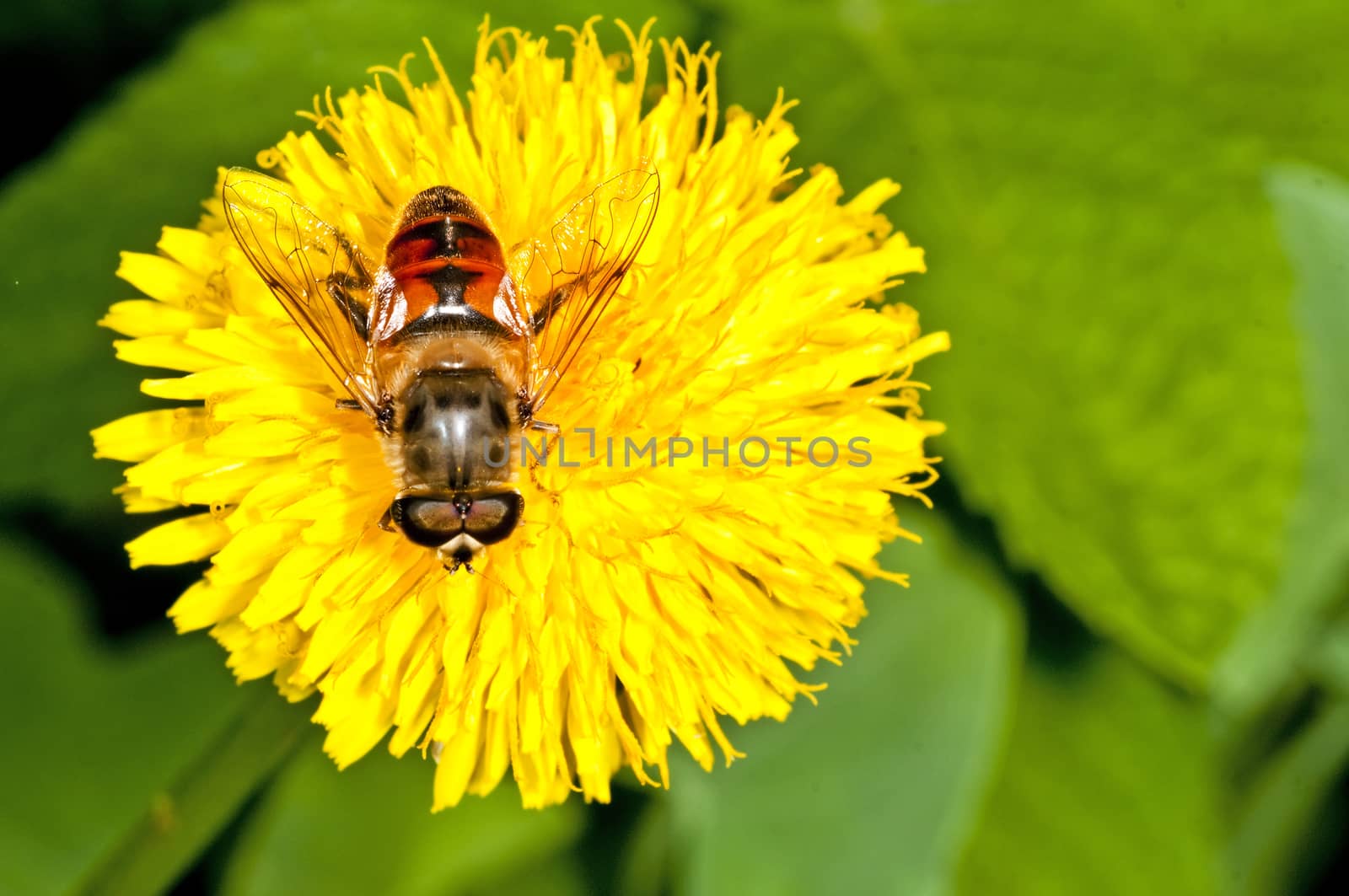 flower fly on a dandelion by Jochen