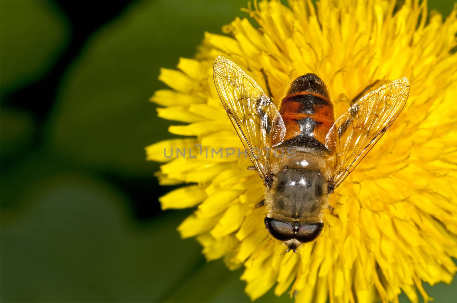 flower fly on a dandelion