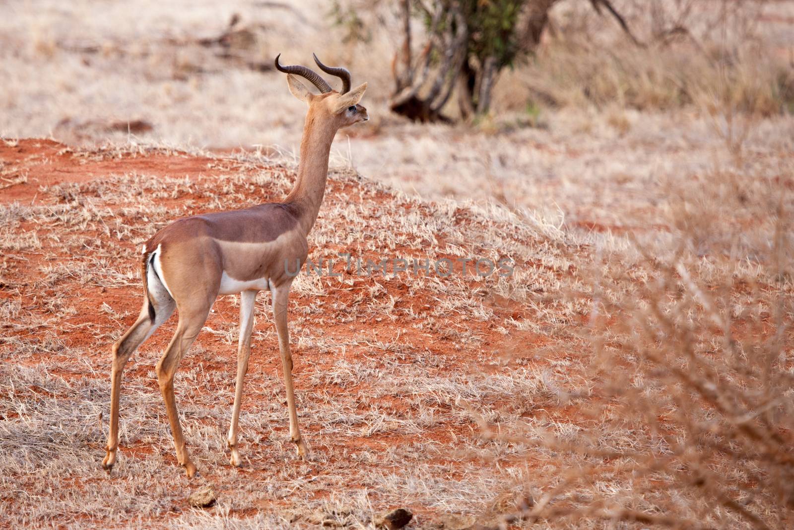 Antelope standing and watching, scenery of Kenya
