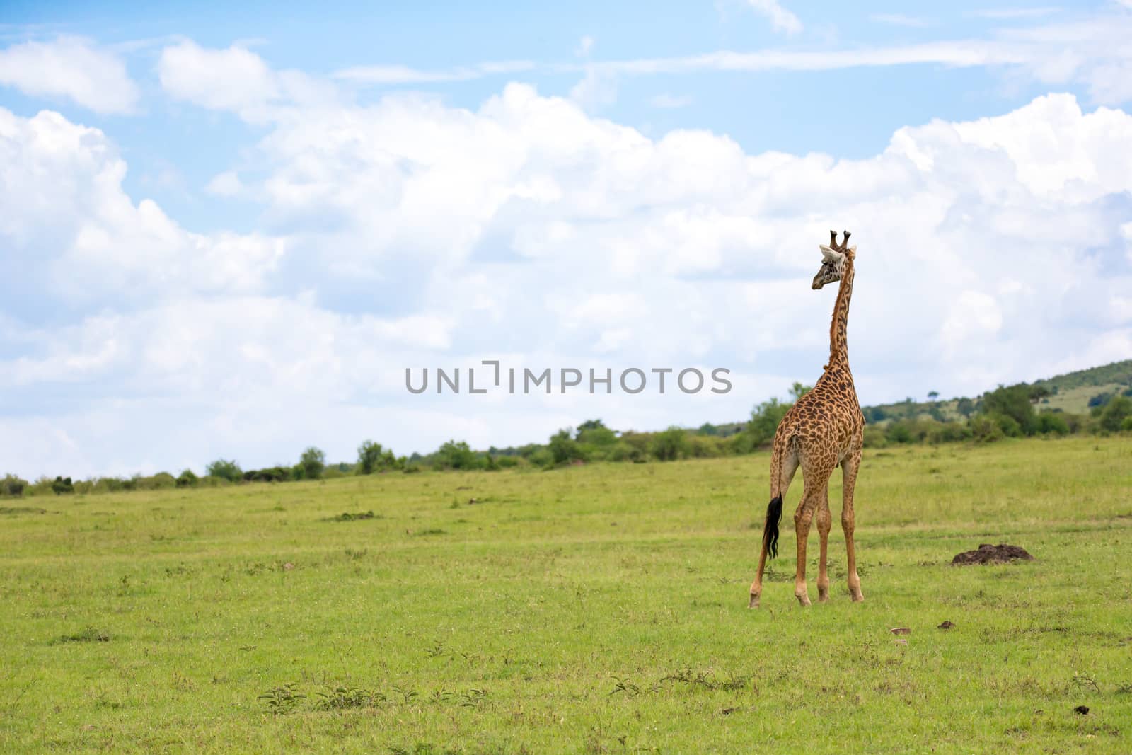 A giraffes run through the grass landscape in Kenya
