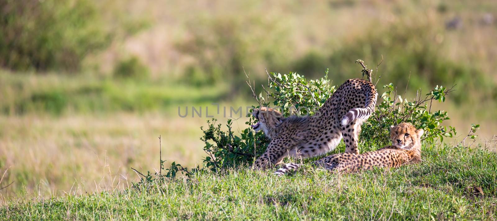 The cheetah mother with two children in the Kenyan savannah