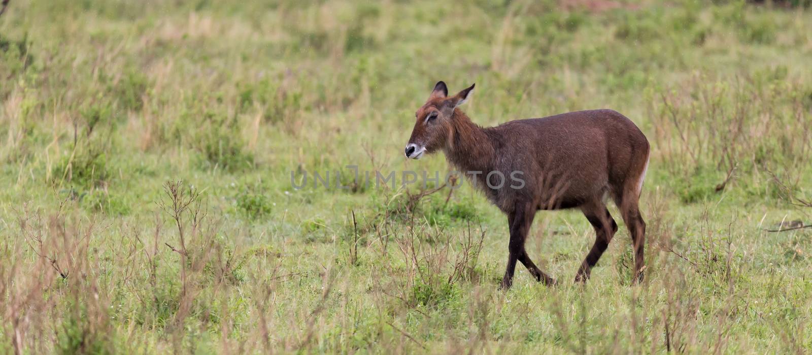 One waterbuck walks in the grass through the Kenyan countryside