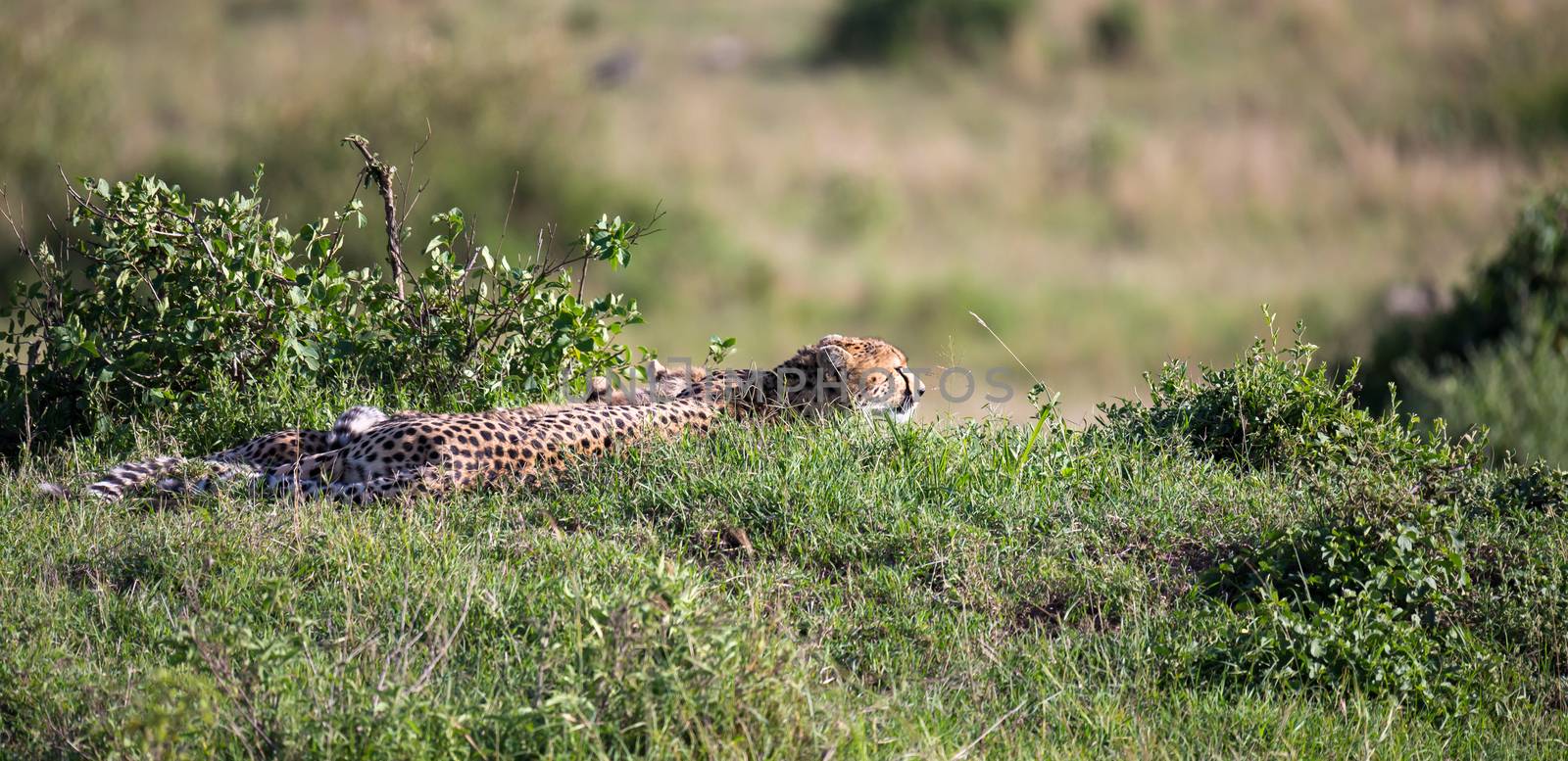 The cheetah mother with two children in the Kenyan savannah