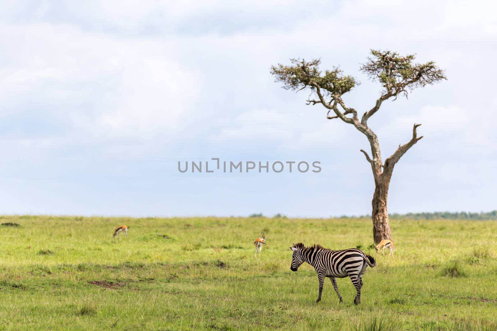 A Zebra family grazes in the savanna in close proximity to other by 25ehaag6