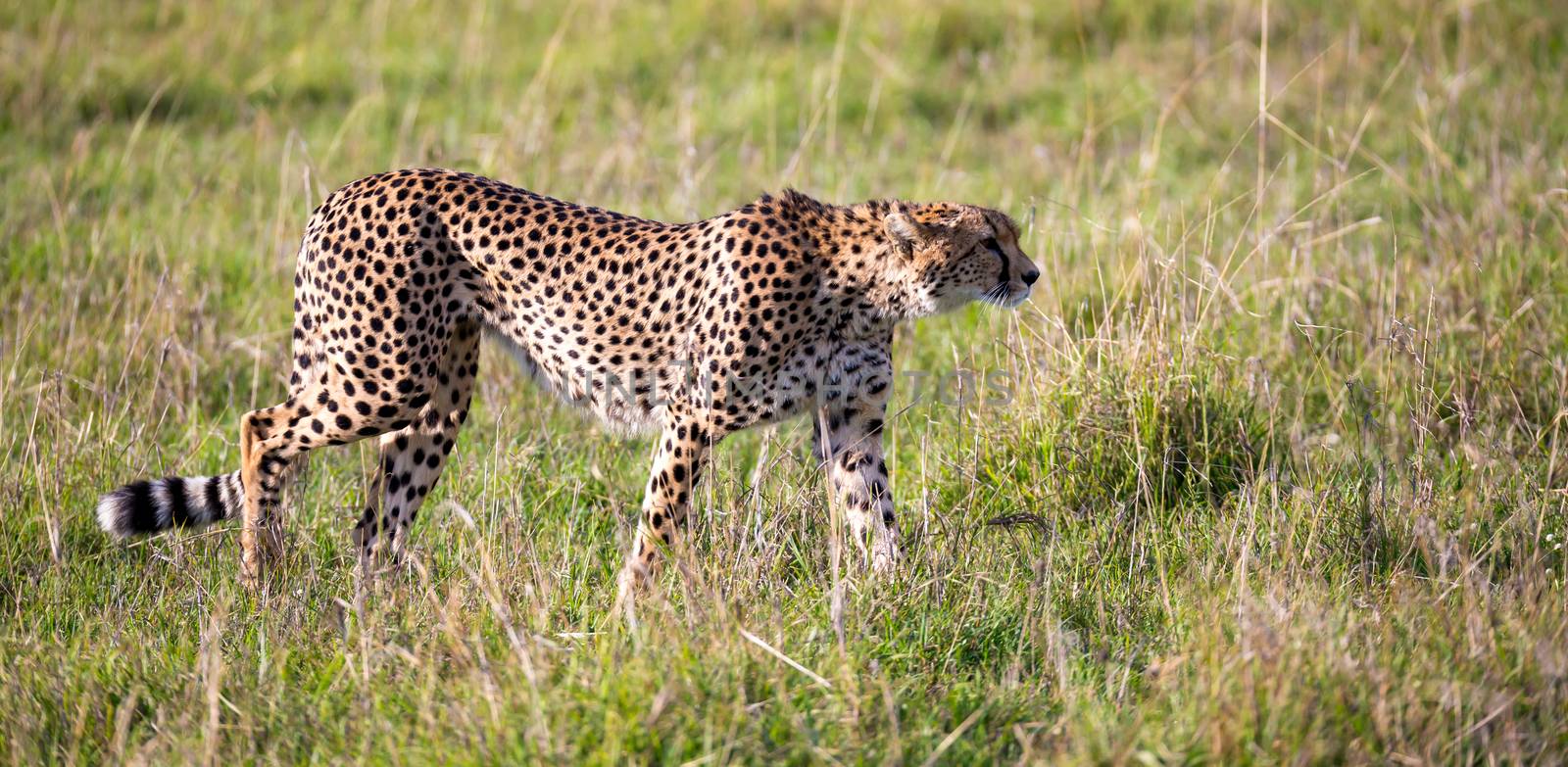 A cheetah walks between grass and bushes in the savannah of Kenya